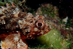 60mm macro, Nikon D80 by Andy Kutsch 